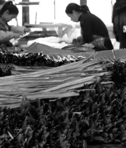 Artificial palm leaf sorting-MGTHATCH